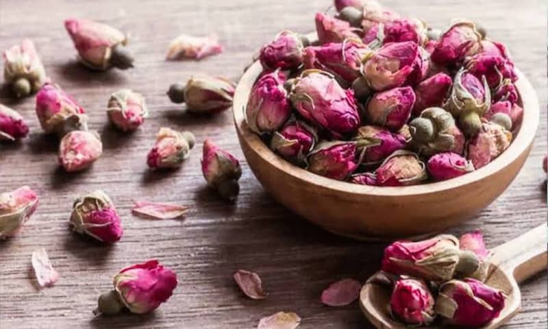 غنچه گل محمدی داراب شیراز مناسب دمنوش و گلاب‌گیری
